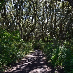 2017-03 New Zealand/Rangitoto/DSC_0141.JPG